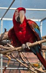 Groenvleugel Ara, 11 maanden oud, mannetje, tam, Dieren en Toebehoren, Vogels | Parkieten en Papegaaien, Mannelijk, Papegaai, Tam