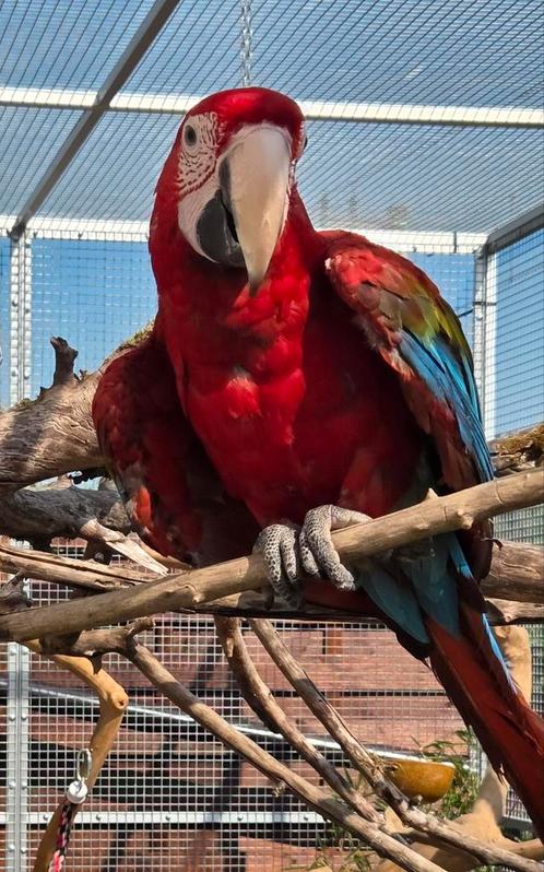 Groenvleugel Ara, 11 maanden oud, mannetje, tam, Dieren en Toebehoren, Vogels | Parkieten en Papegaaien, Papegaai, Mannelijk, Tam