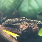 Ancistrus algeneters. (Borstelneus), Dieren en Toebehoren, Vis, Zoetwatervis