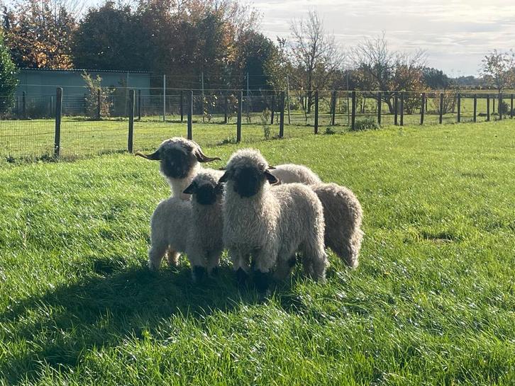 2 Walliser schwarznase ooilammeren stamboek zwoegervrij, Dieren en Toebehoren, Schapen, Geiten en Varkens, Schaap, Vrouwelijk