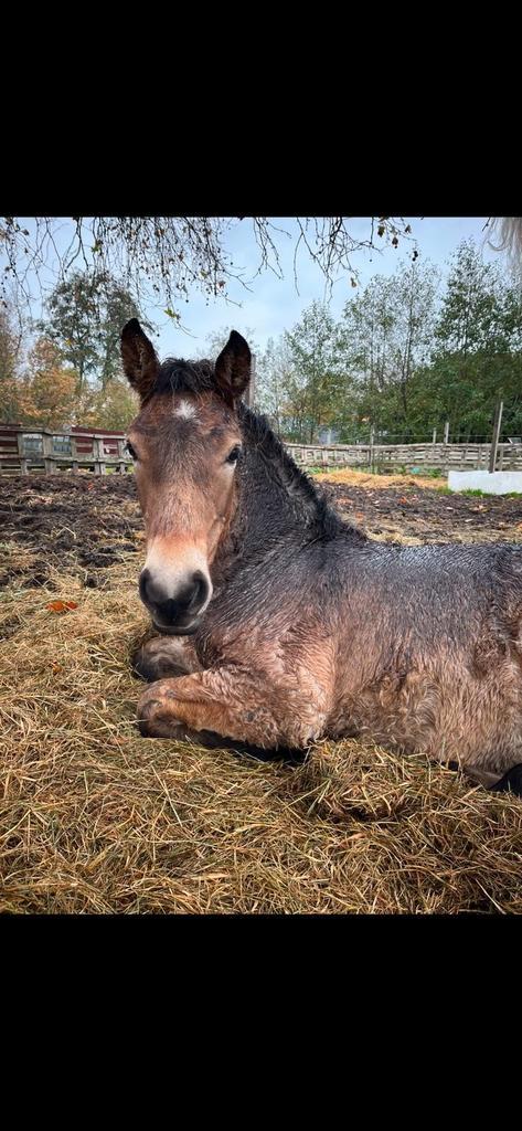 Lieve kruising haflinger veulen, Dieren en Toebehoren, Pony's, Hengst, A pony (tot 1.17m), 0 tot 2 jaar