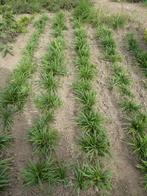 Ophiopogon, Tuin en Terras, Planten | Tuinplanten, Ophalen, Bloeit niet, Overige soorten, Volle zon