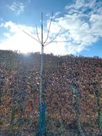Appelboom Hoogstam - Prachtige fruitboom voor uw tuin!, Overige soorten, Lente, 250 tot 400 cm, Ophalen