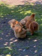 Zijdehoenders buff, Dieren en Toebehoren, Pluimvee, Meerdere dieren, Kip
