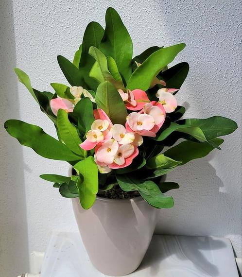 Christusdoorn, Euphorbia milli met sierpot., Huis en Inrichting, Kamerplanten, Overige soorten, Minder dan 100 cm, Ophalen