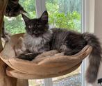 XXL Maine Coon Kittens beschikbaar €1450; met stamboom, Poes, Met stamboom