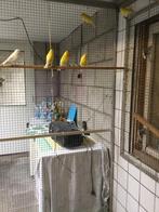 Te Koop 6 kanariemannen, Dieren en Toebehoren, Mannelijk