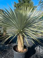 Yucca rostrata, Tuin en Terras, Planten | Tuinplanten, Ophalen, Zomer, Overige soorten, Volle zon