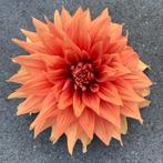 Dahlia knollen (meerdere soorten), Tuin en Terras, Planten | Tuinplanten, Volle zon, Vaste plant, Zomer, Ophalen