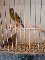 Kanarie's, Dieren en Toebehoren, Vogels | Kanaries, Meerdere dieren, Kleurkanarie