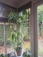 Grote Geldboom, 100 tot 150 cm, Overige soorten, In pot, Groene kamerplant