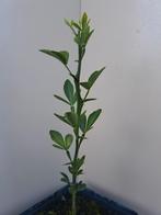 Poncirus trifoliata, wilde citroen, driebladige citrus, Tuin en Terras, Planten | Bomen, Winter, Ophalen of Verzenden