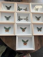 !!!!!Kerstactie!!!!   Vlinders in Lijst, Ophalen of Verzenden, Nieuw, Insect, Opgezet dier