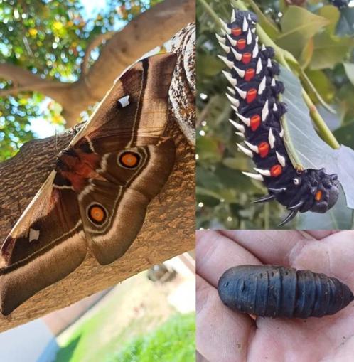 Vlinders: Bunaea alcinoe 10 eitjes, Dieren en Toebehoren, Insecten en Spinnen, Vlinders of Rupsen