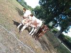 2  engelse longhorn stiertjes, Mannelijk, 0 tot 2 jaar