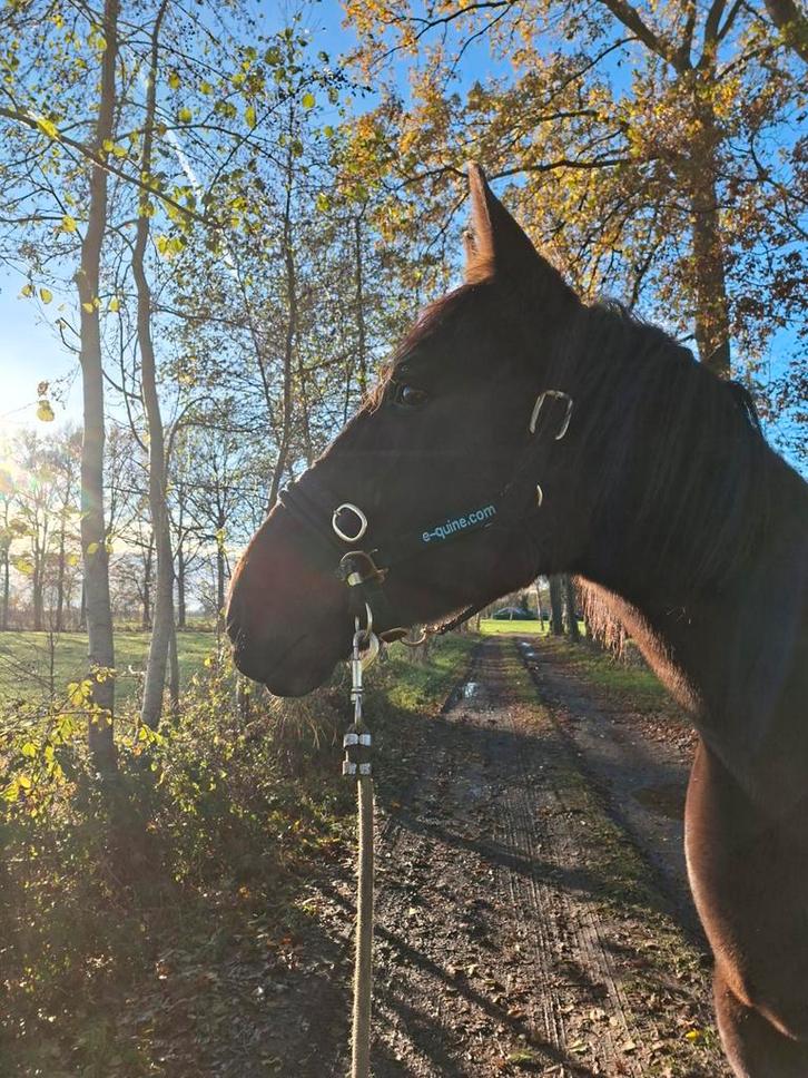 Lieve draver ruin te koop, Dieren en Toebehoren, Paarden en Pony's | Verzorgingsproducten, Zo goed als nieuw, Ophalen of Verzenden