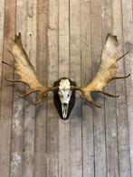 Grote Eland schedel uit Alaska (175cm breed), Ophalen, Wild dier, Schedel