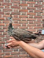 Jonge pauwen. Haan en hen, Dieren en Toebehoren, Pluimvee, Meerdere dieren, Overige soorten