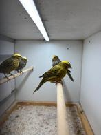 Te koop zeer mooie gele lizards, Dieren en Toebehoren, Vogels | Kanaries, Meerdere dieren, Postuurkanarie