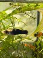 Molly’s €1, Dieren en Toebehoren, Vissen | Aquariumvissen, Vis