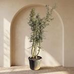 Quercus Suber meerstammige kurkeik 002, Bloeit niet, Overige soorten, 100 tot 250 cm, Ophalen