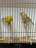 Koppels isabel gele kanaries., Dieren en Toebehoren, Vogels | Kanaries, Meerdere dieren, Kleurkanarie