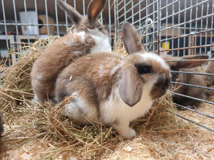 Mooie dwerg hangoortjes, Dieren en Toebehoren, Konijnen, Dwerg, Meerdere dieren