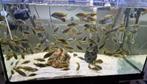 malawi Cichiliden, Dieren en Toebehoren, Vissen | Aquariumvissen, Vis