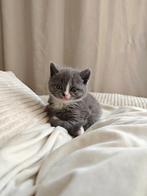 Britse korthaar kittens, Meerdere dieren, Gechipt, 0 tot 2 jaar