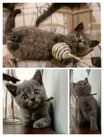 Prachtige 100% Brits korthaar kittens, Dieren en Toebehoren, Katten en Kittens | Raskatten | Korthaar, Kater, Ontwormd, 0 tot 2 jaar