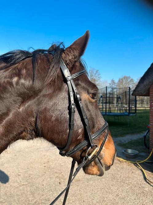 Stubben hoofdstel Z.G.A.N., Dieren en Toebehoren, Paarden en Pony's | Hoofdstellen en Tuigage, Zo goed als nieuw, Dressuur, Ophalen of Verzenden