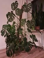 Grote Monstera incl. pot (180cm), Huis en Inrichting, Kamerplanten, Ophalen