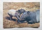 Indische tapir met jong, Ophalen of Verzenden, 1980 tot heden, Ongelopen, Overige soorten