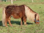 Te koop super leuke  en schattige jarige Shetlander ruin, Ruin, A pony (tot 1.17m), Gechipt, 7 tot 10 jaar