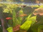 Zwaard dragers, Vis, Zoetwatervis
