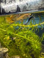 Guppen te koop!, Dieren en Toebehoren, Vis, Zoetwatervis
