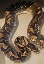 Enchi calico yb, Dieren en Toebehoren, Reptielen en Amfibieën, Slang, Tam, 0 tot 2 jaar