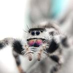 springspin || phidippus regius "white bahamas" || spin, Dieren en Toebehoren, Spin of Schorpioen