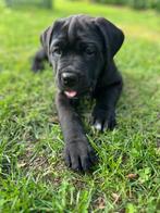 Cane corso pups! Laatste 3!, Rabiës (hondsdolheid), Overige rassen, 8 tot 15 weken, Meerdere