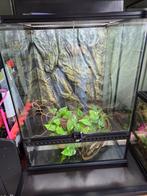 Exo terra terrarium 45x45x60 + Compact top, lampen etc., Dieren en Toebehoren, Ophalen, Zo goed als nieuw, Terrarium of Paludarium