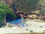 Baby florida kreeftjes, Dieren en Toebehoren, Kreeft, Krab of Garnaal, Zoetwatervis