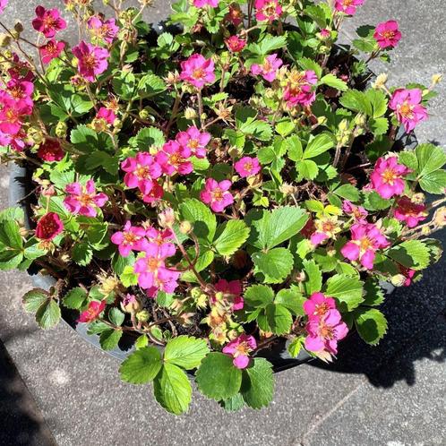 Plant in pot, Tuin en Terras, Planten | Bomen, Overige soorten, Minder dan 100 cm, Volle zon, In pot, Ophalen of Verzenden