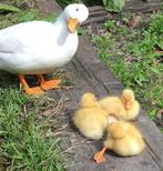 GEZOCHT WITTE  kwakers eieren, Dieren en Toebehoren, Pluimvee, Geslacht onbekend, Kip