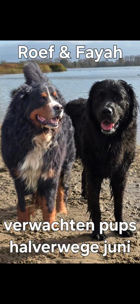 Boulab pups geboren, Dieren en Toebehoren, Honden | Niet-rashonden, Groot, Meerdere dieren, Particulier, Meerdere, Nederland, 8 tot 15 weken