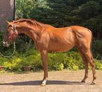 Zeer fijn 2,5 jarig Sportpaard met veel kwaliteit!, Dieren en Toebehoren, Dressuurpaard, 0 tot 2 jaar, Hengst, 160 tot 165 cm