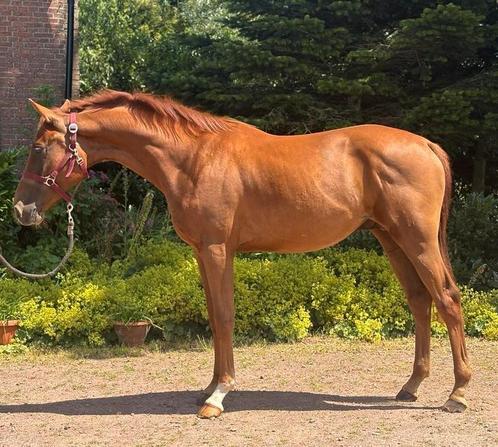Zeer fijn 2,5 jarig Sportpaard met veel kwaliteit!, Dieren en Toebehoren, Paarden, Hengst, Onbeleerd, 160 tot 165 cm, 0 tot 2 jaar