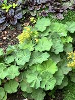 Stekken van vaste plant vrouwenmantel, Tuin en Terras, Planten | Tuinplanten, Vaste plant, Halfschaduw, Lente, Ophalen