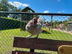 Grijze sussex Haan, Dieren en Toebehoren, Pluimvee, Mannelijk, Kip