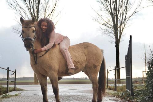Bijrijder/verzorger gezocht verzorgpony aangeboden, Dieren en Toebehoren, Stalling en Weidegang, 1 paard of pony