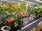 Verticale hydrocultuurtoren 170 cm met LED-groeilampen, Tuin en Terras, Kweekspullen, Florivex Cultivation Systems, Nieuw, Ophalen of Verzenden
